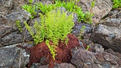 Athyrium americanum