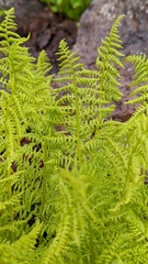 Athyrium americanum