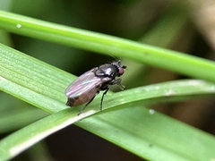 Limosininae