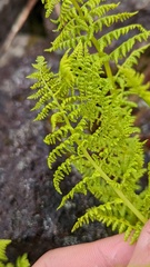 Athyrium americanum