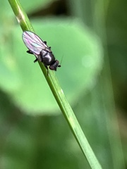 Limosininae