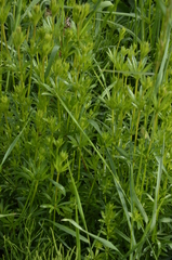 Galium rivale