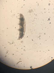 Tardigrada