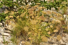 Ligusticum ferulaceum