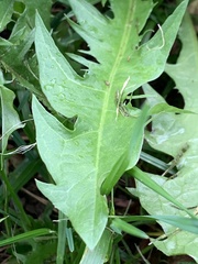 Crepidinae