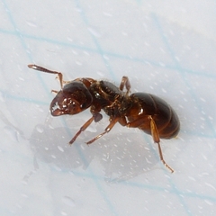 Lasius claviger