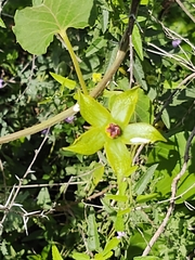 Gonolobus erianthus