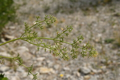 Ligusticum ferulaceum
