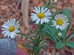 Symphyotrichum falcatum