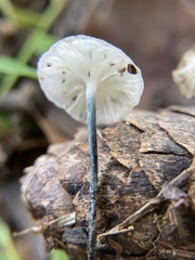 Tetrapyrgos nigripes