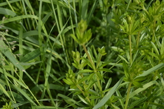 Galium rivale