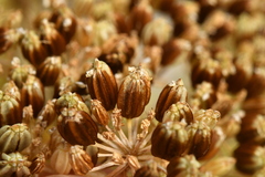 Ligusticum ferulaceum