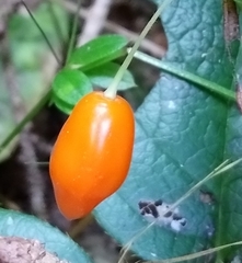 Prosartes smithii