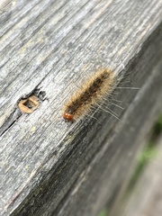 Erebidae