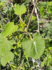 Gonolobus erianthus