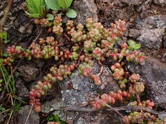 Sedum divergens