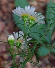 Symphyotrichum falcatum