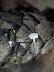 Tetrapyrgos nigripes