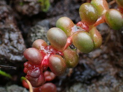 Sedum divergens