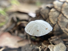 Tetrapyrgos nigripes