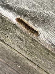 Erebidae