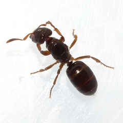 Lasius claviger