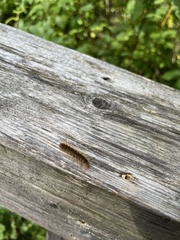 Erebidae