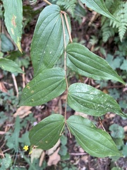 Prosartes hookeri