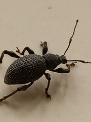 Otiorhynchus rugosostriatus