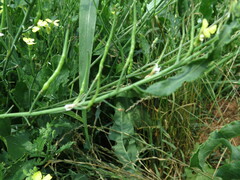 Brassica rapa