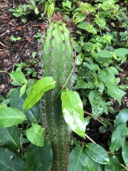 Cactoideae