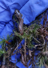 Caudata