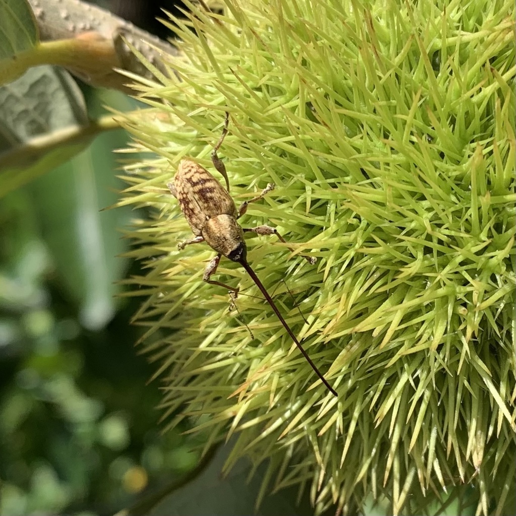 Nut Weevil on a plant