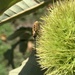 Large Chestnut Weevil - Photo (c) Neal Kelso, some rights reserved (CC BY), uploaded by Neal Kelso