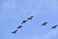 Rhynchopsitta terrisi