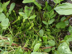 Diphasiastrum sitchense