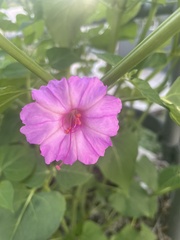 Mirabilis nyctaginea