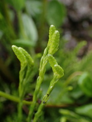 Diphasiastrum sitchense