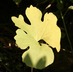 Sanguinaria canadensis