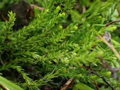 Diphasiastrum sitchense