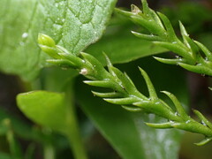 Diphasiastrum sitchense
