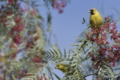 Icterus spurius
