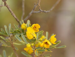 Senna artemisioides