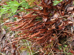 Calyptospora columnaris