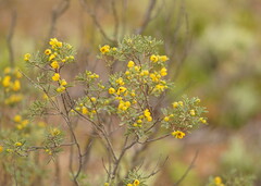 Senna artemisioides