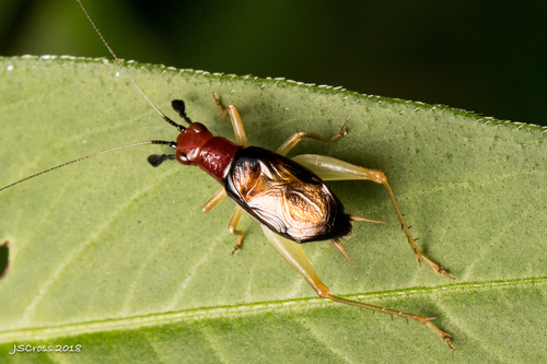 Red-headed Bush Cricket