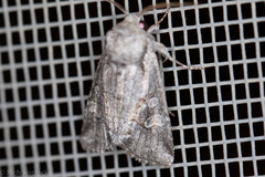 Pseudopanthea palata