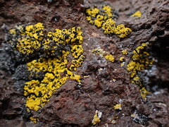 Candelariella