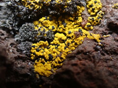 Candelariella
