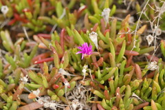 Carpobrotus modestus